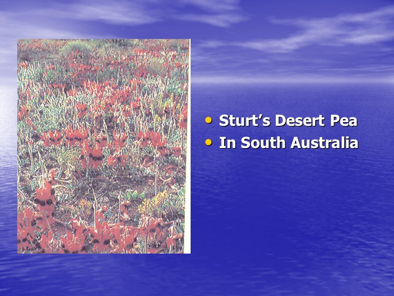Sturt’s Desert Pea In South Australia